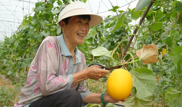 貴州思南張家寨鎮(zhèn)：蜜瓜飄香好“豐”景