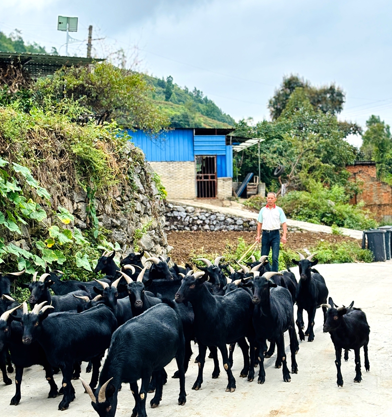 4、村民周從惠喂著30頭羊，用勤勞的雙手，將脫貧的成果穩穩地握在了自己手中。王燁 攝.jpg