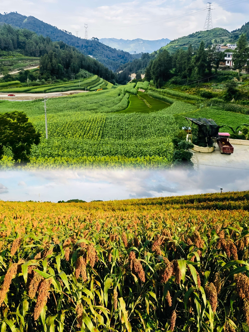 5、慶豐村發展的成片高粱。王燁 攝.jpg