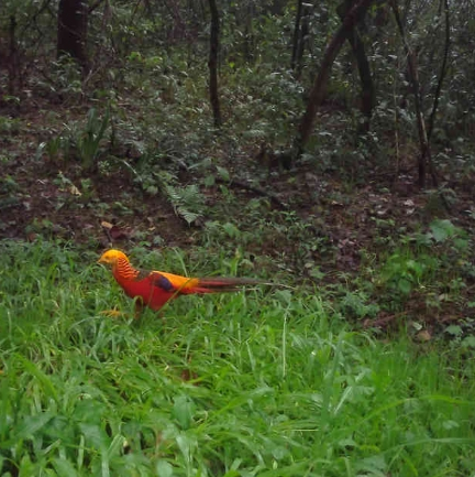 自今年7月份以來，貴州省國有扎佐林場啟動野生動物調查項目，按公里網格在野外布設30臺紅外相機，對野生動物活動情況進行實時監測。
