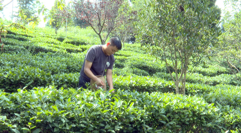 制茶師正在茶山采茶。