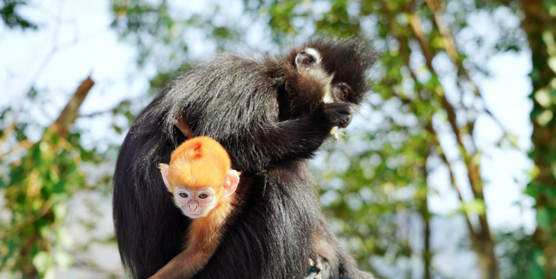 黑葉猴“添丁”。
