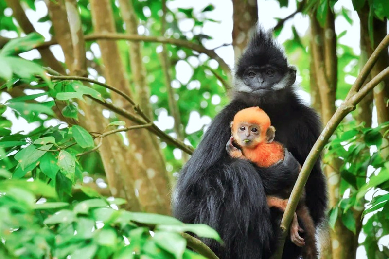 黑葉猴“添丁”。