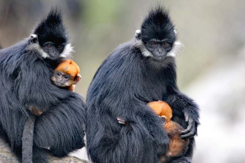 成年黑葉猴警惕地守護著幼崽。