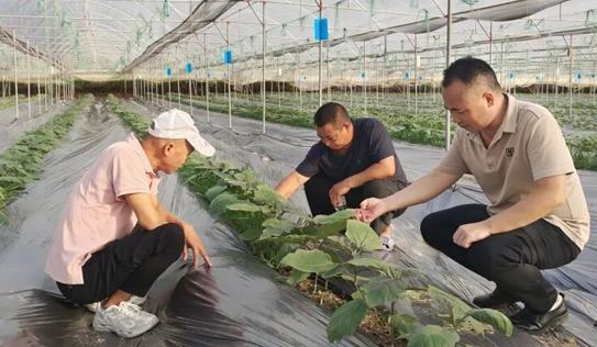 貴州羅甸：多措并舉扎實推進秋冬種工作2025年，全縣秋冬種計劃種植油菜5.3萬畝，小麥、馬鈴薯、雜豆等4.62萬畝，秋冬蔬菜9.6萬畝。