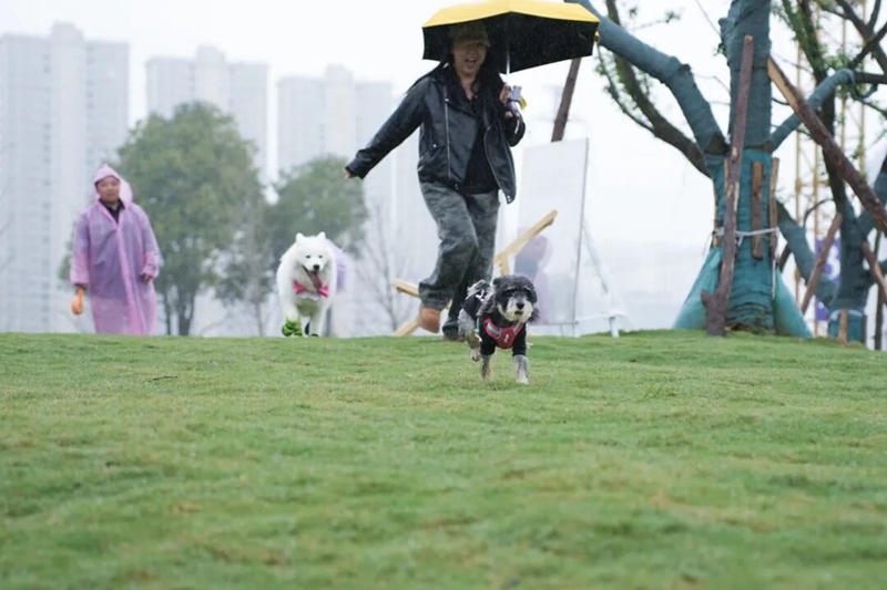 1、寵物快樂奔跑。