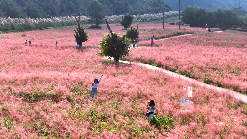 如夢似幻的粉黛花海游客張開手臂享受美景記錄這浪漫時刻。