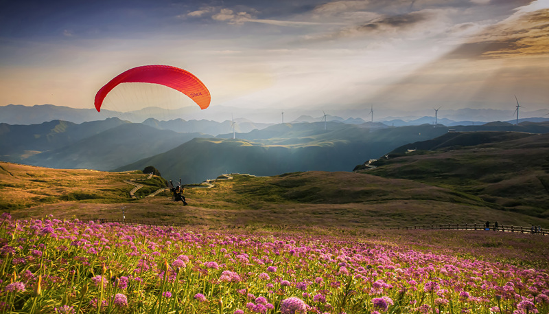 翱翔花海。聶紹鈞攝