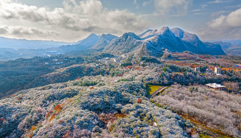霜染百里杜鵑。饒麗攝
