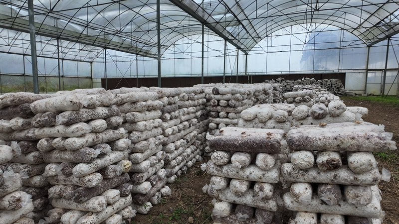 食用菌大棚內菌棒堆積，孕育 “金疙瘩”。羅金 攝.JPG