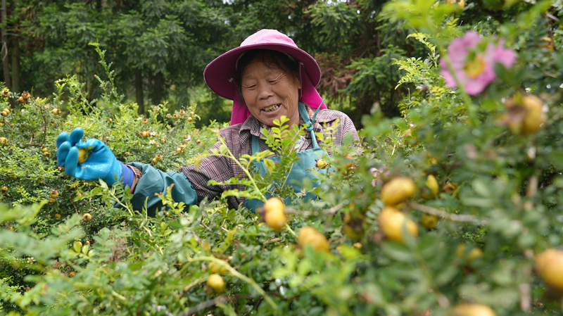 村民正在采摘新鮮的刺梨鮮果。
