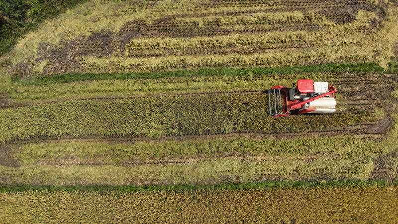 機械化收割水稻現場。