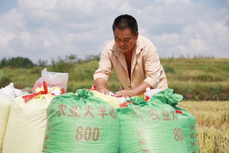 農戶正在打包稻谷。