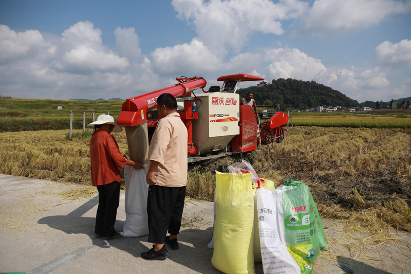 農(nóng)戶正在進(jìn)行卸糧。