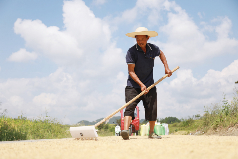 農(nóng)戶正在晾曬稻谷。