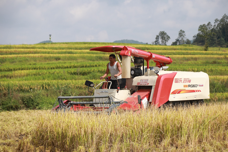 農機手正在機械化收割水稻。
