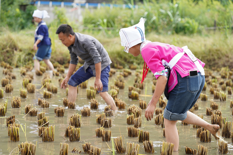 灣灘河村民正在捉魚。