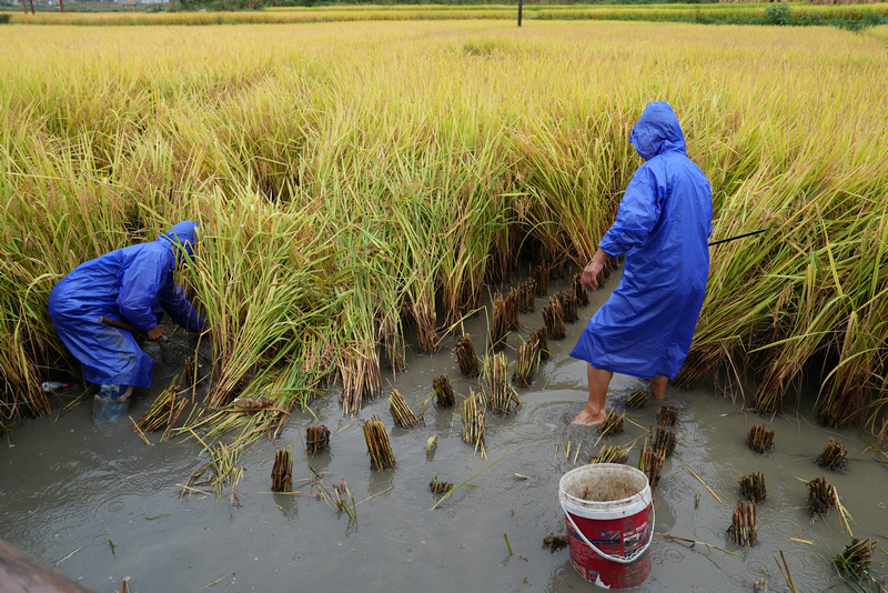 余下村村民正在捉魚。