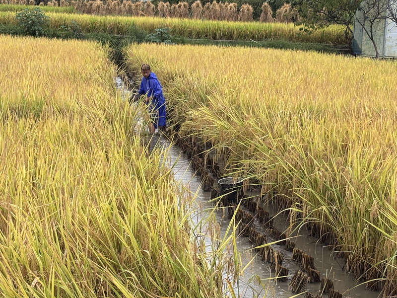 余下村村民正在捉魚。