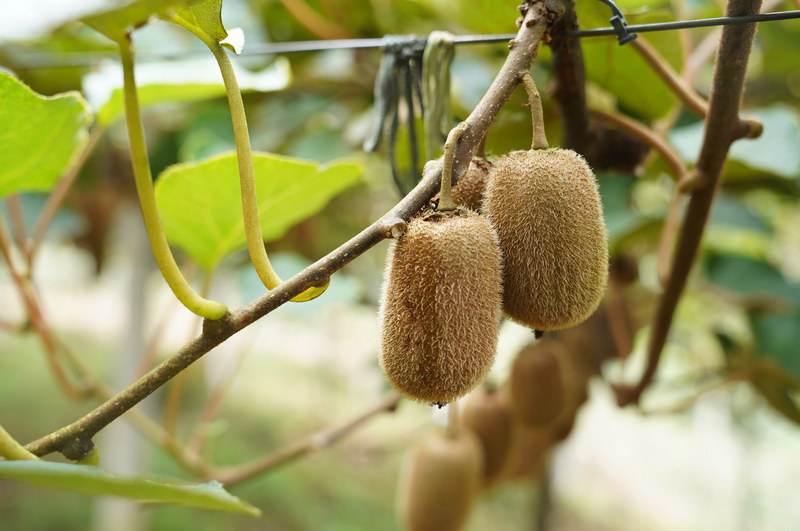 個大飽滿的獼猴桃。