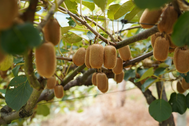 個(gè)大飽滿的獼猴桃。