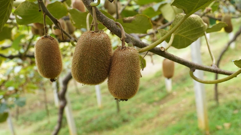 個大飽滿的獼猴桃。