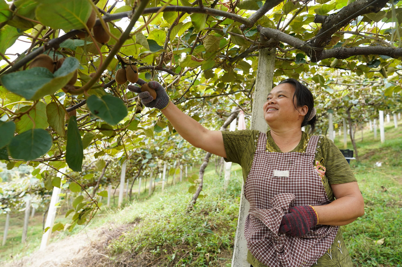 工人采摘獼猴桃。