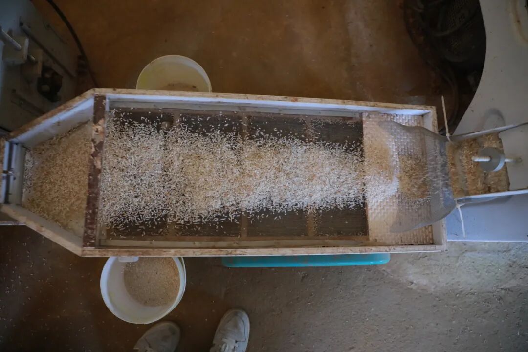 經過一系列“操作”后,大米顆粒歸倉。