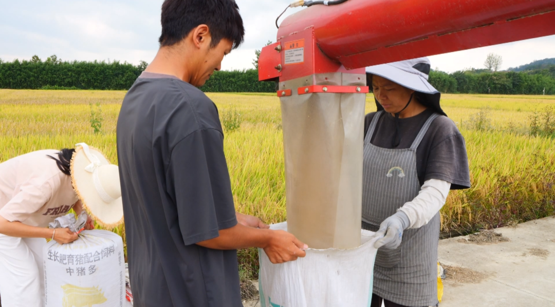 “合作社+農機戶”協同作業。