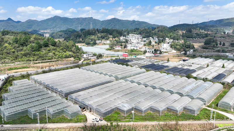 石牛村韭黃種植基地。沈建華攝