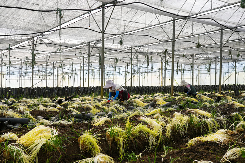 石牛村村民正在收割韭黃。沈建華攝