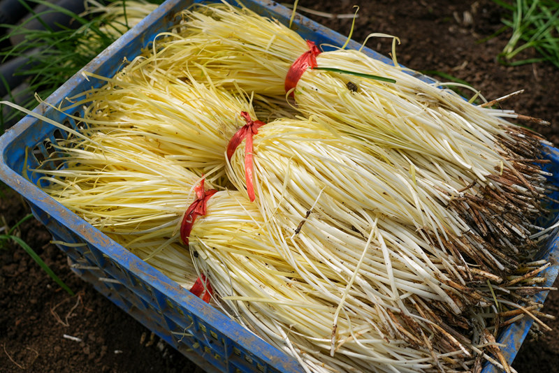 剛收割的韭黃。沈建華攝