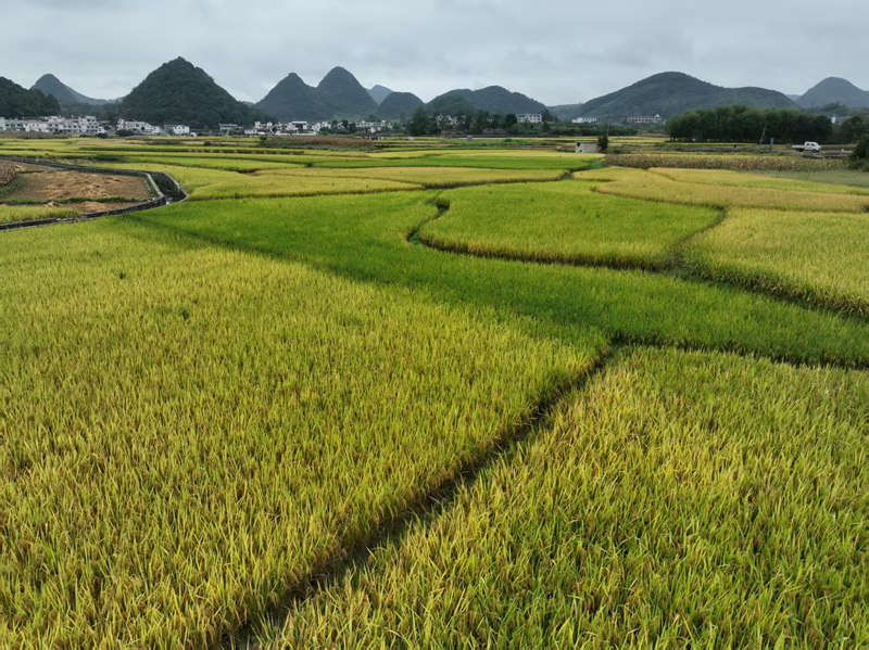 民樂村彭家寨組的連片稻田。