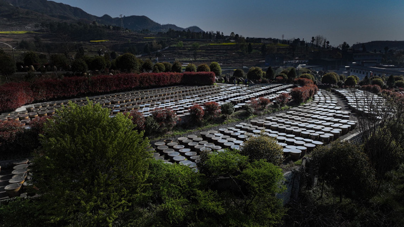 整齊排列的陶缸在薄霧中靜候陽光。金莎攝 