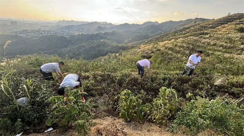 農戶搶抓晴好天氣忙采收。