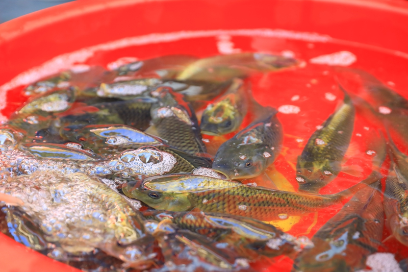 集市上靜待選購的稻田魚。 吳麟欽 攝