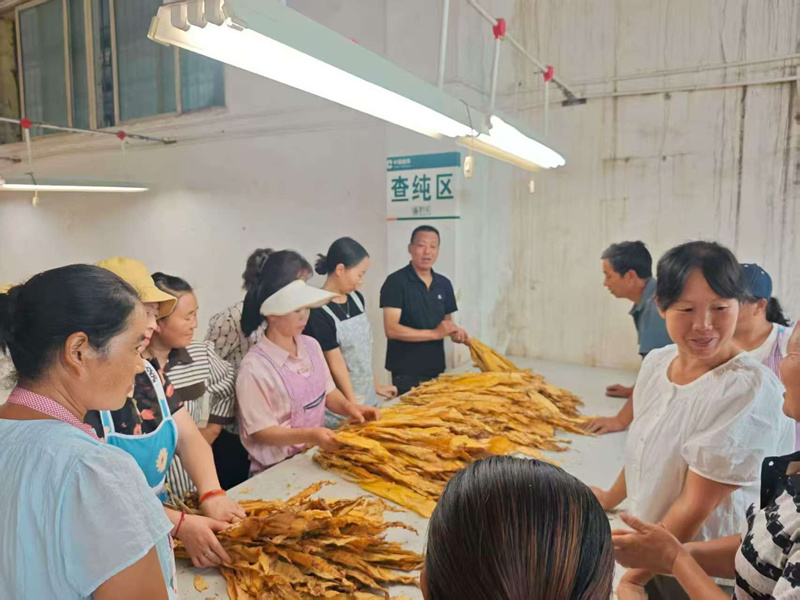 圖為工人整理已烘干的煙葉。