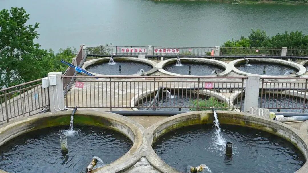 圖為：墮秧村鱘魚養(yǎng)殖基地