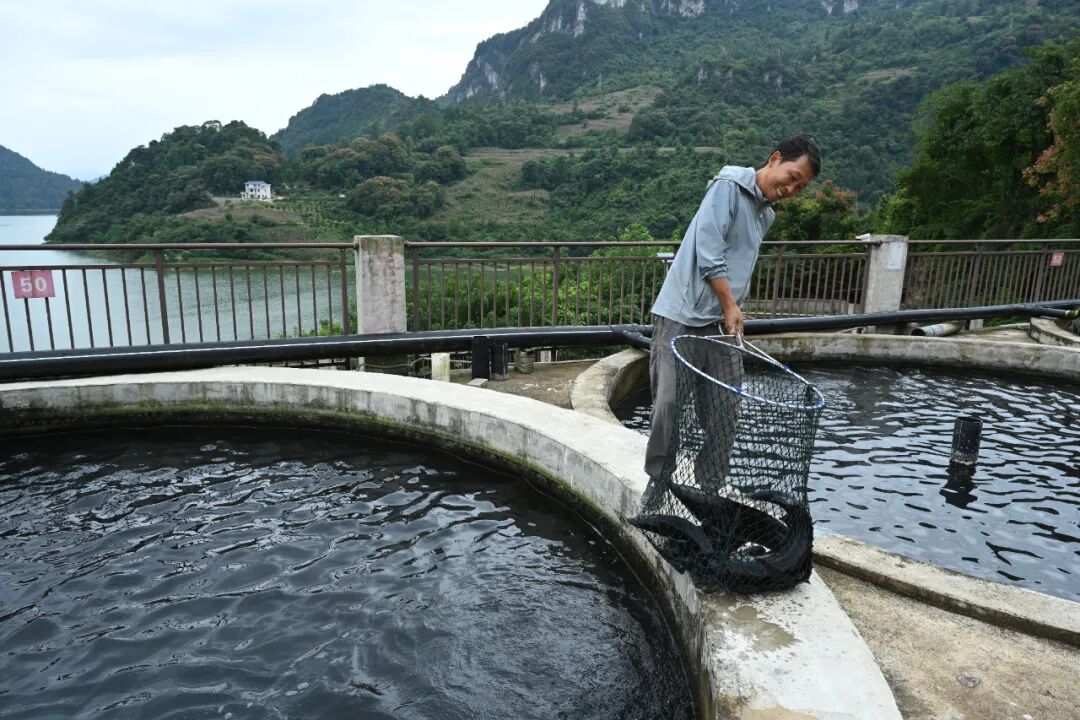 圖為：銷售養(yǎng)的鱘魚