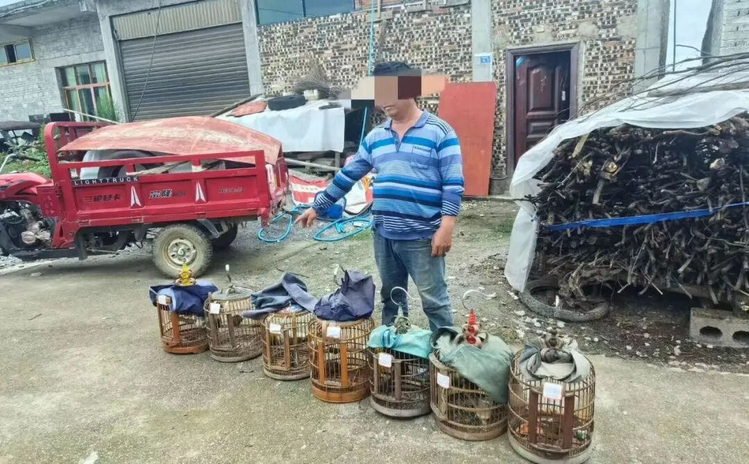 采取強制措施！注意，這些鳥類不可非法捕捉、買賣、運輸和飼養！