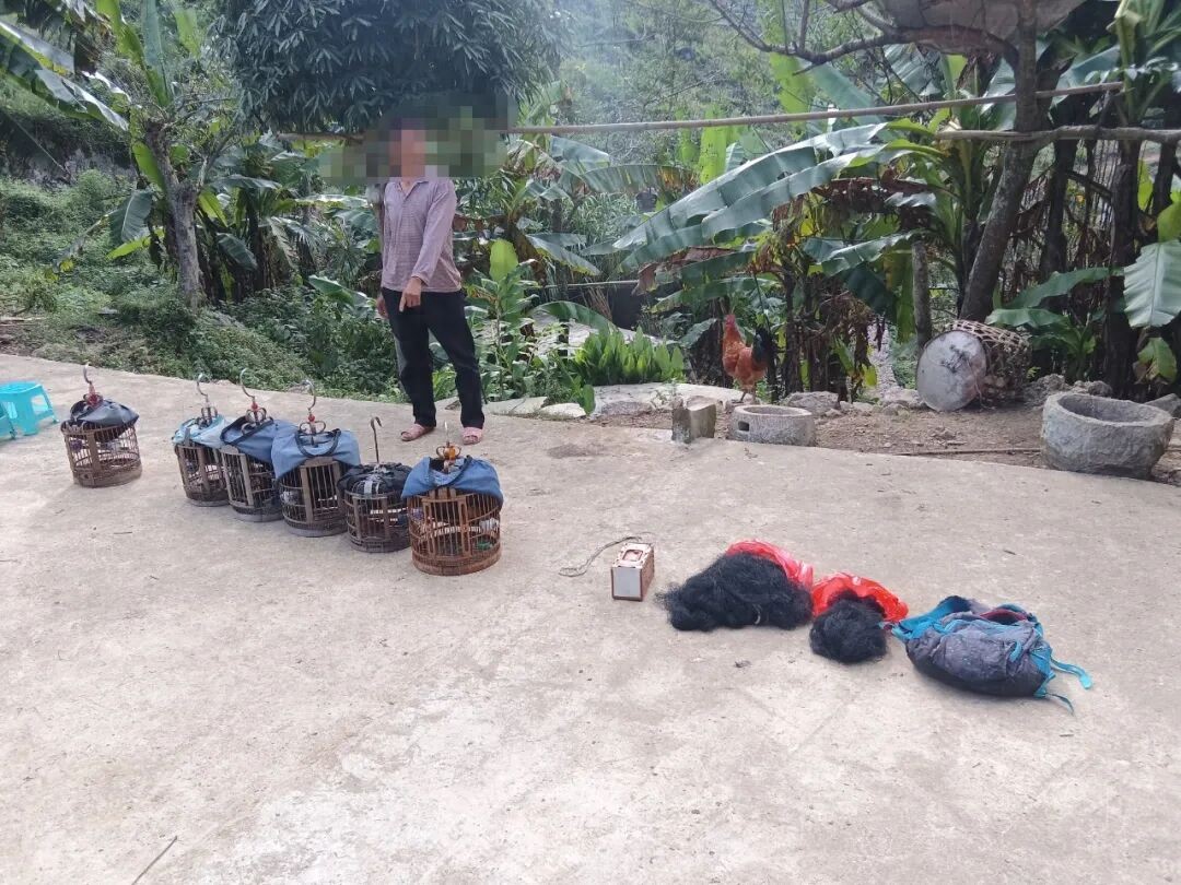 查獲的畫眉鳥及捕獵網。