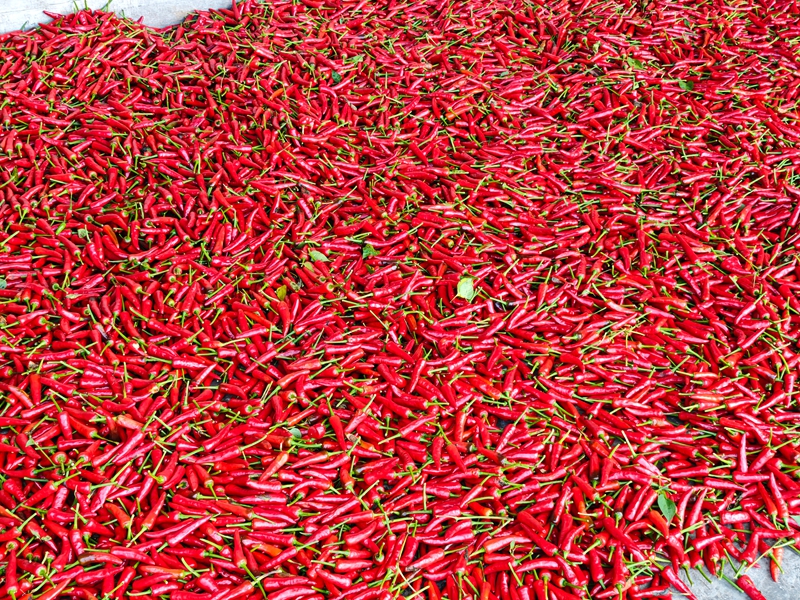 施秉縣白垛鄉新鮮采摘的辣椒。