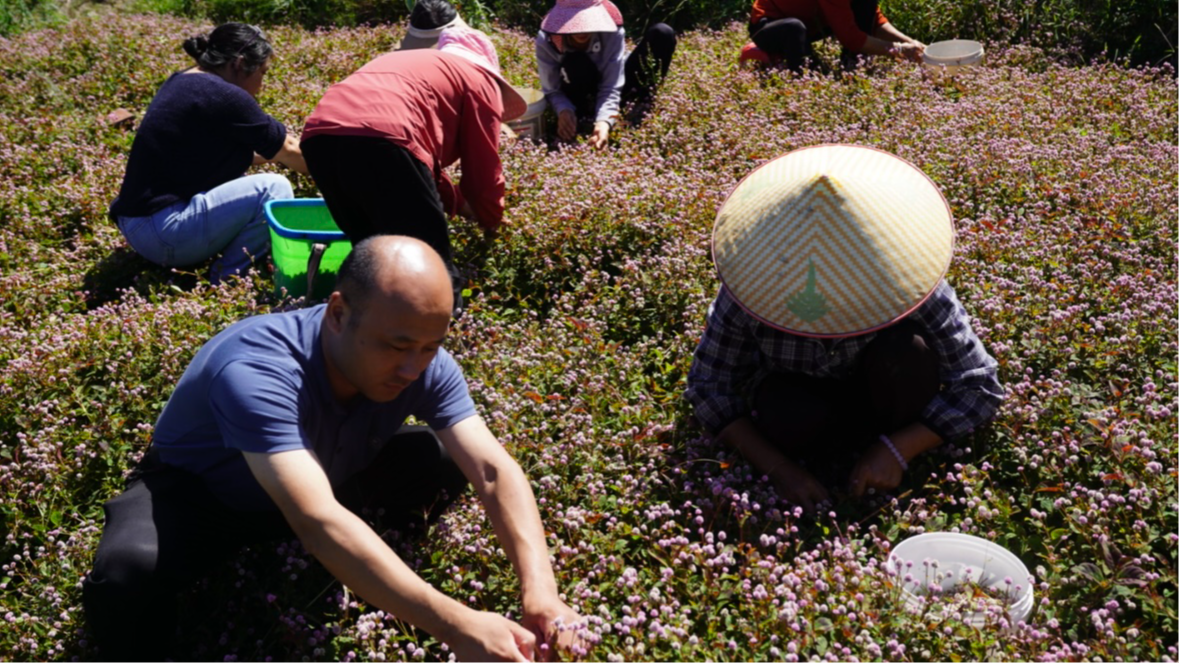 村民采摘頭花蓼。