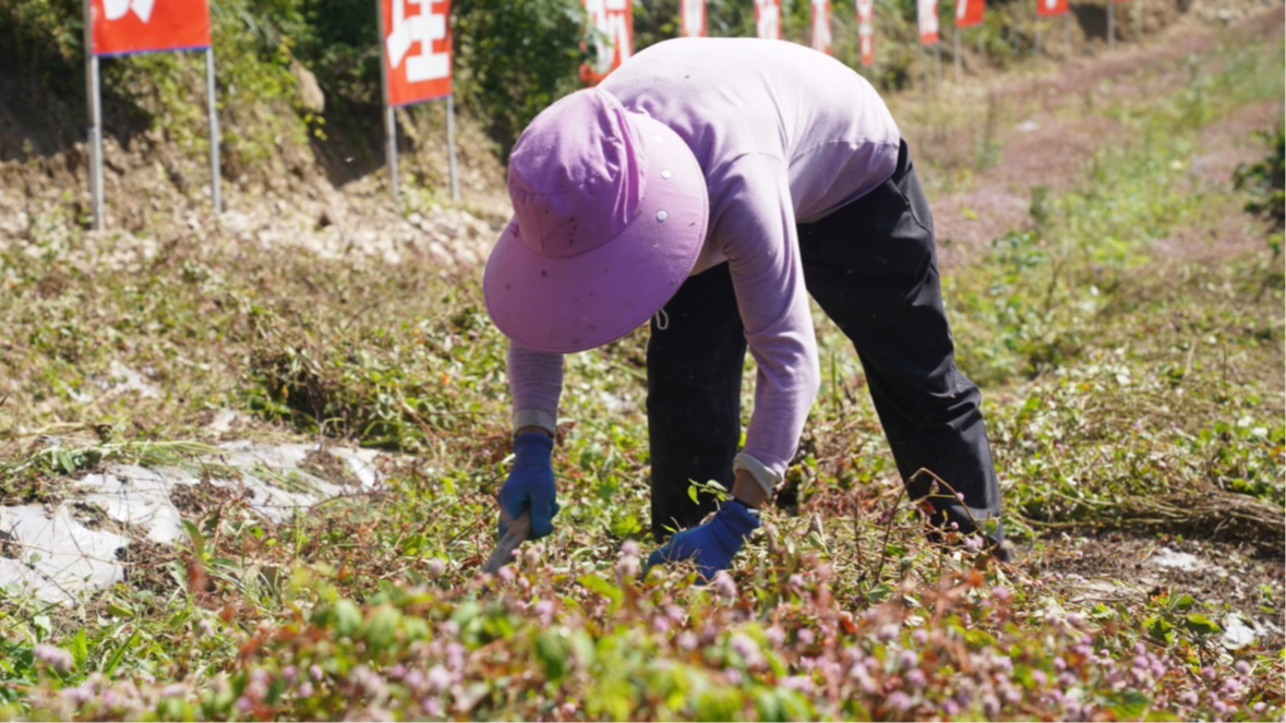村民收割頭花蓼。