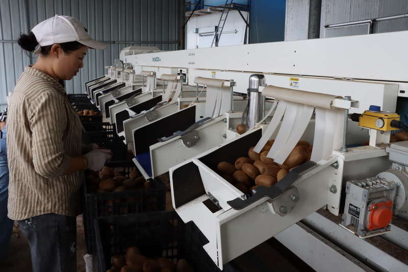 貴州羅氏果品開發有限公司生產車間。姜繼恒攝