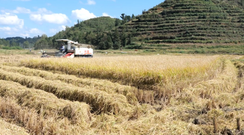 水稻測(cè)產(chǎn)創(chuàng)佳績(jī) 畝產(chǎn)實(shí)現(xiàn)新突破。