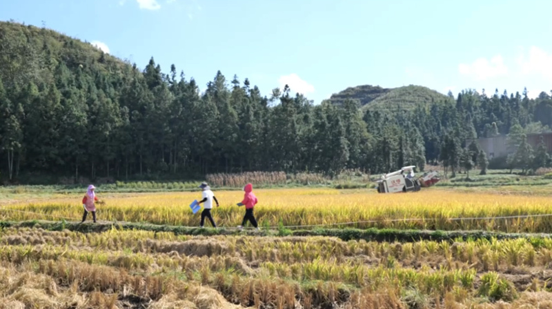 水稻測(cè)產(chǎn)創(chuàng)佳績(jī) 畝產(chǎn)實(shí)現(xiàn)新突破。