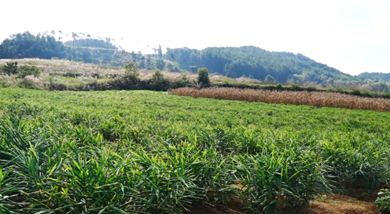 西秀區楊武鄉科技賦能小黃姜產業增產增收。