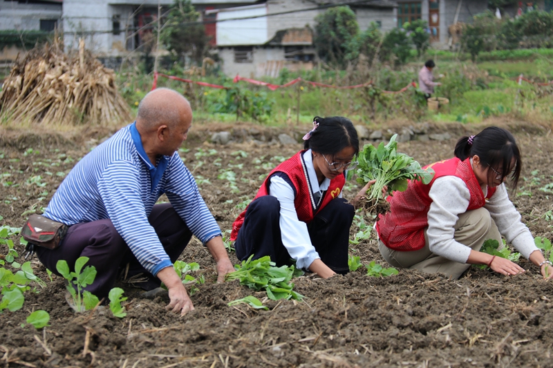 志愿者幫助農(nóng)戶種植油菜。