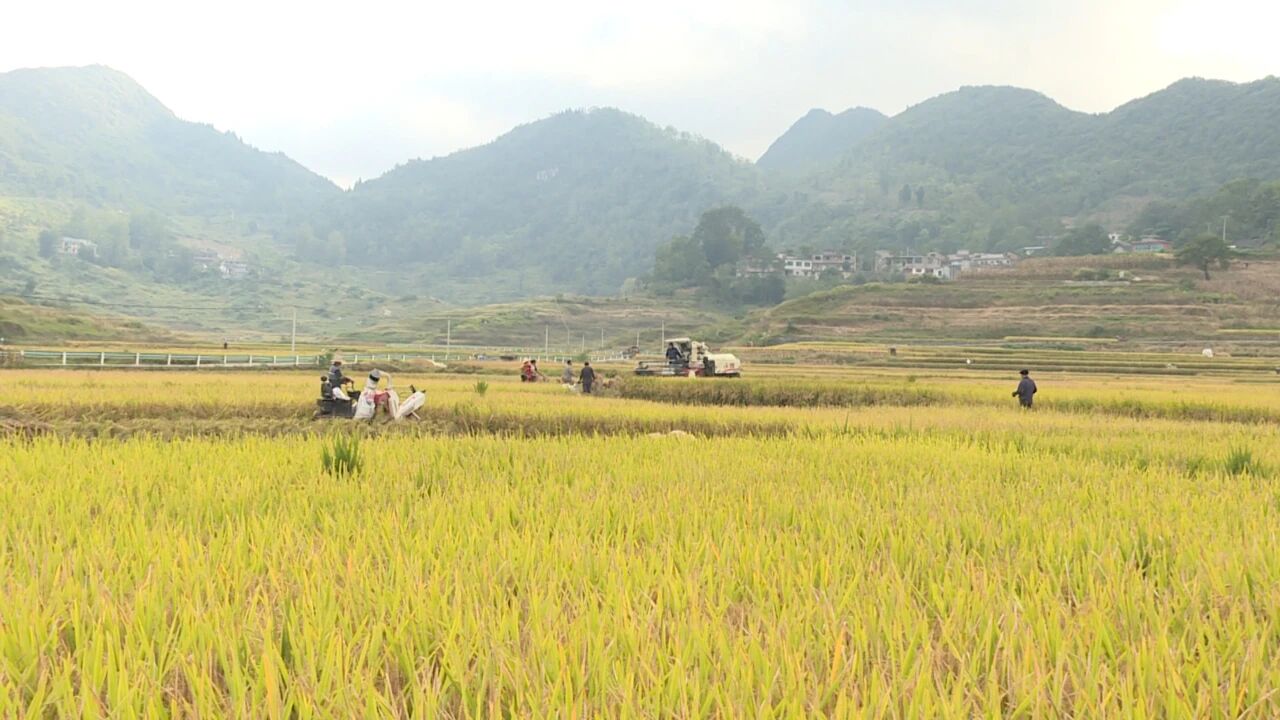 稻谷豐收，田野一片金黃。